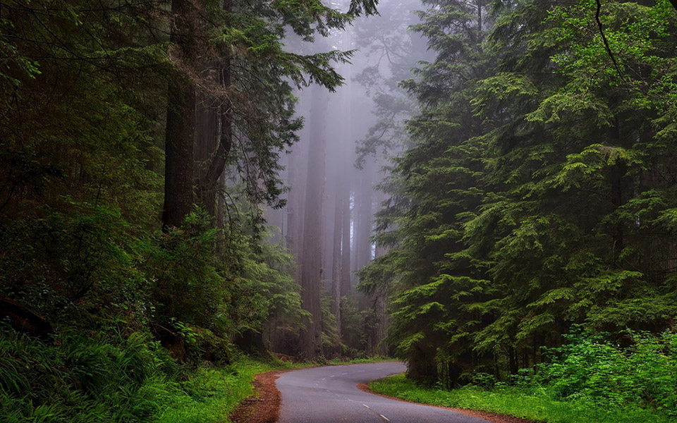 国家森林公园人行道